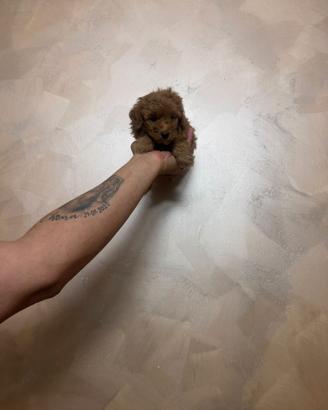 Barboncino mini toy