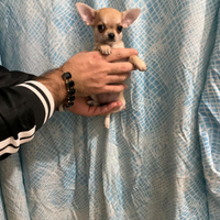 Chug chihuahua mini Toy con pedigree