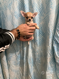 Chug chihuahua mini Toy con pedigree