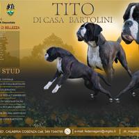 Boxer Maschio Adulto Monta