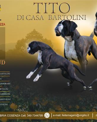 Boxer Maschio Adulto Monta