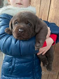 Labrador maschi marroni con pedigree