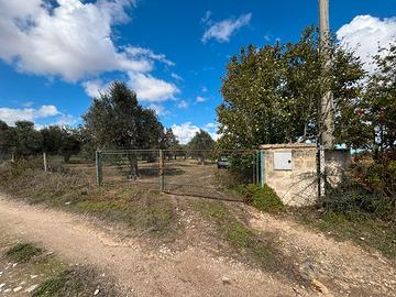 Terreno agricolo con ulivi