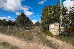 Terreno agricolo con ulivi
