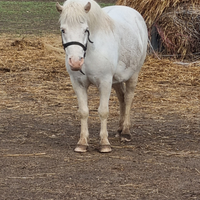 Pony