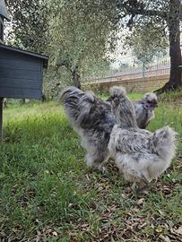 Coppia Splash Moreseta gallo e galline