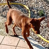 Cucciola pincher nano