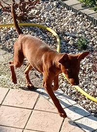 Cucciola pincher nano