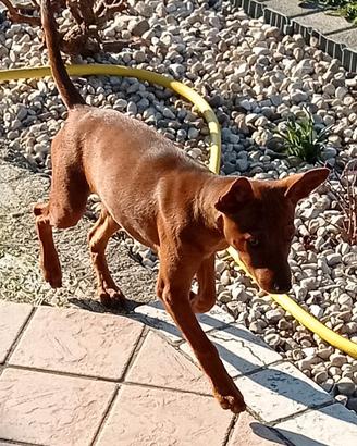 Cucciola pincher nano