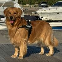 Golden Retriever, americano per monta