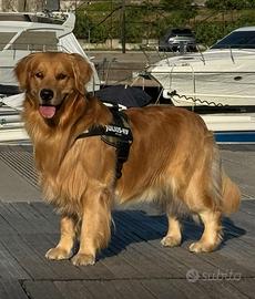 Golden Retriever, americano per monta