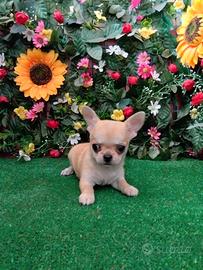 Chihuahua