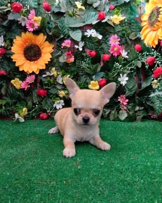 Chihuahua