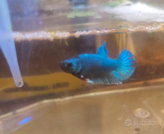 Betta