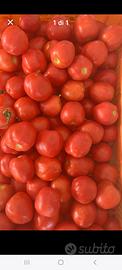 pomodori per conserva