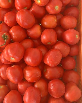 pomodori per conserva
