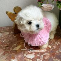 Maltese Maschietto