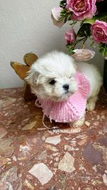 Maltese Maschietto