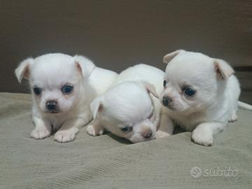 Chihuahua