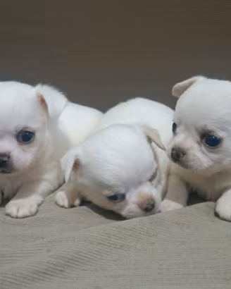 Chihuahua