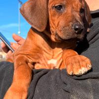 Cuccioli di razza Rhodesian Ridgeback