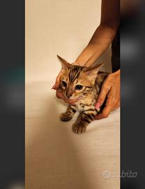 Cuccioli Bengala snow Brown, pedigree,test genetic