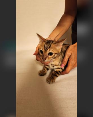 Cuccioli Bengala snow Brown, pedigree,test genetic