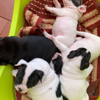 Vendita bulldog francese