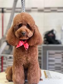 Cuccioli Borboncino Red