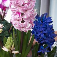 50 bulbi di Giacinti misti