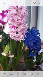 50 bulbi di Giacinti misti