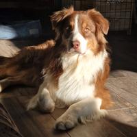 Pastore australiano per monta