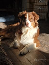 Pastore australiano per monta