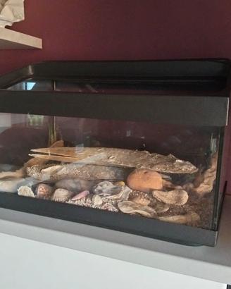 Acquario per tartarughe 