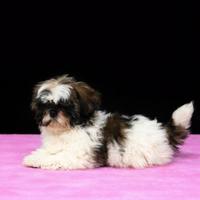 Cucciolo di shih tzu