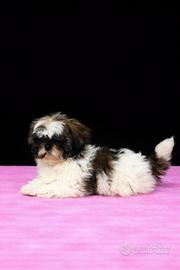 Cucciolo di shih tzu