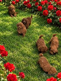 Barboncino Toy pedigree enci