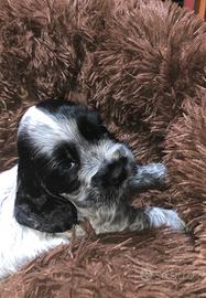 Cucciola di Cocker spaniel inglese