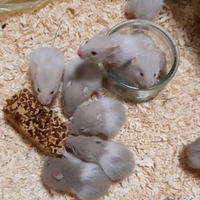 Criceti femmine e maschi