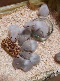 Criceti femmine e maschi