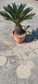 Cycas