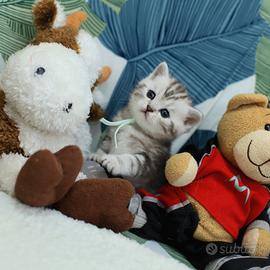 Gattino British shorthair meraviglioso scottish