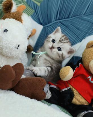 Gattino British shorthair meraviglioso scottish