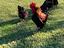 Immagine 2