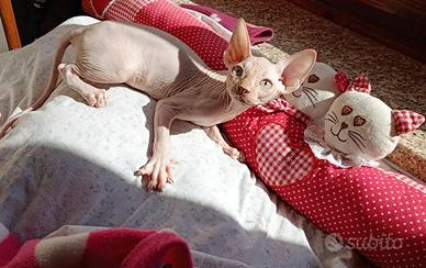 Cucciolo di Canadian sphynx