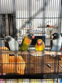 Inseparabili personata