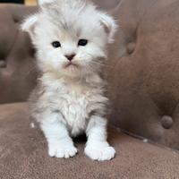 Cuccioli maine coon pedigree anfi linee estere top