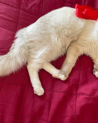 Gatto ragdoll