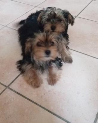 Yorkshire terrier