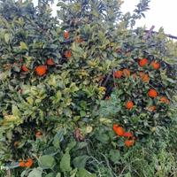 Terreno agricolo 13.000 mq con magazzino